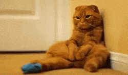 Lonely Cat No I Miss You More GIF