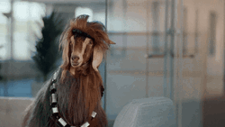 Long Hair Goat