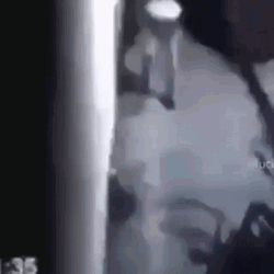 Long Legs Walking Caught On Camera GIF