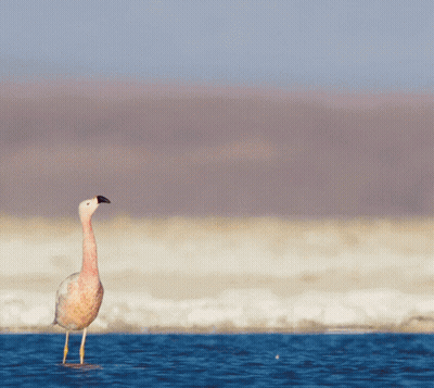 Long Neck Bird Standing In Water GIF