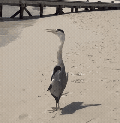 Long Neck Bird Walking On Beach GIF
