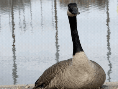 Long-Necked Goose On Lake Shore GIF