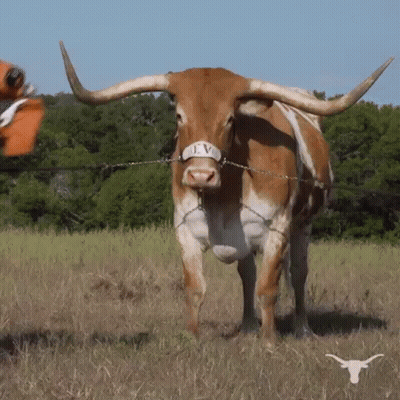 Longhorn Cow Standing In Field GIF