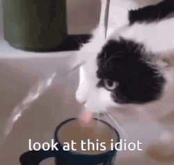 Look At This Idiot Cat  GIF