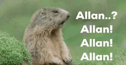 Looking For Allan Squirrel Meme GIF