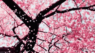 Looking Up At A Cherry Blossom Tree With Pink Flowers Falling From The Branches GIF