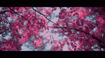 Looking Up At Tree With Pink Leaves GIF