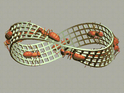 Loop Ants Infinity Mobius Strip