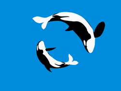 Loop Orca Whale