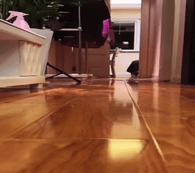 Lost Cat Running GIF