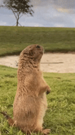 Lost Prairie Dog GIF