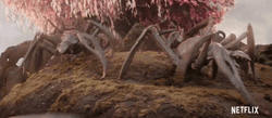 Lot Of Scary Sun Spider GIF