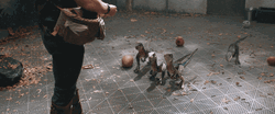 Lots Of Baby Velociraptor Being Fed GIF