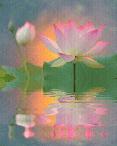 Lotus Flower Reflected In Water GIF