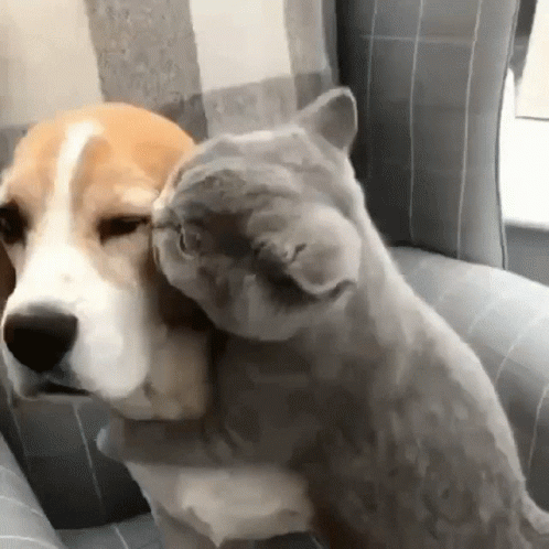 Love Cuddles GIF