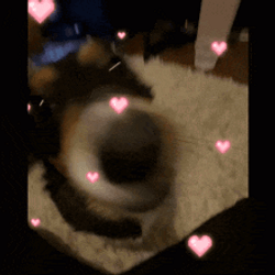 Love Dog Face Closeup With Pink Hearts GIF