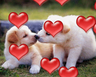 Love Dogs GIF