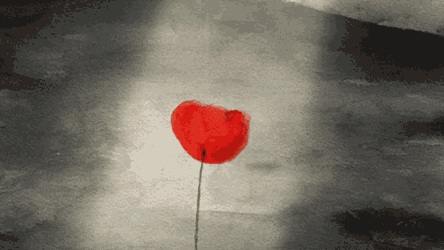 Love Heart GIF