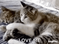 Love Me GIF