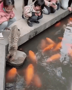 Lovely Cat Playing Koi Fish GIF