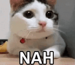 Lovely Cat Shaking Head No Nah GIF