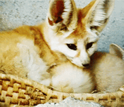 Lovely Fennec Foxes Cuddling  GIF