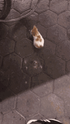 Lovely Little Stray Cute Cats GIF