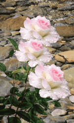 Lovely White Roses GIF