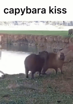 Lovers Hugging Capybara Meme GIF