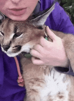Loving Floppa Cuddling With Human GIF