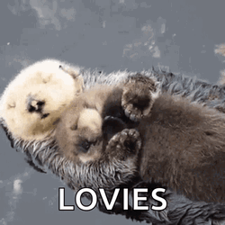Loving Mama And Baby Otter Cuddling GIF