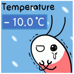 Low Temperature Shy Shrimp Crying GIF