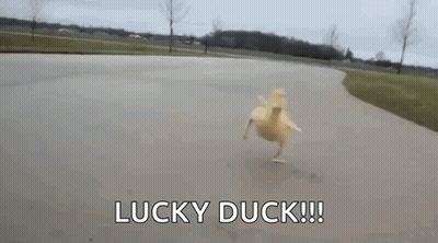 Lucky Duck Running Down Road GIF