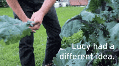 Lucy Had a Different Idea