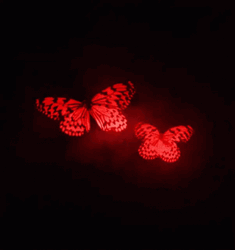 Luminescent Red Butterflies