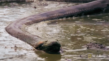 Lurking In Murky Monster Anaconda GIF