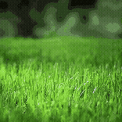 Lush Green Field Of Grass With Trees GIF