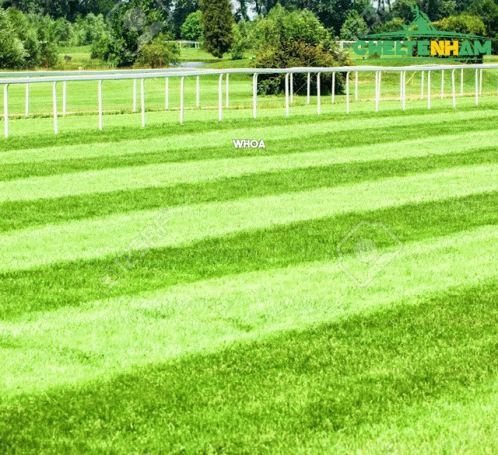 Lush Green Field Whoa