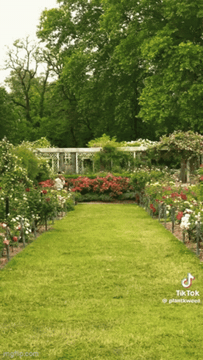 Lush Green Garden With Trees And Flowers GIF