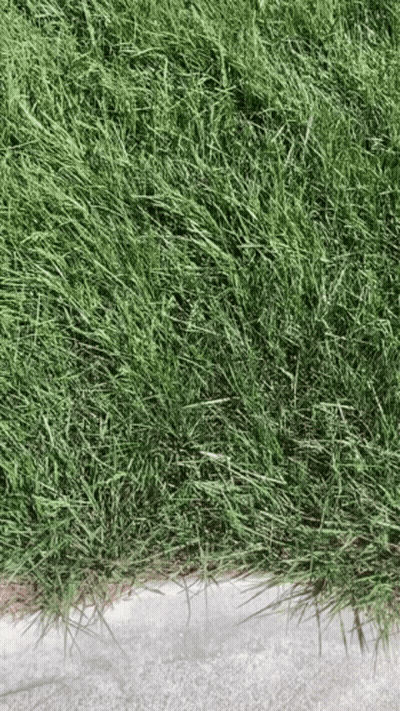 Lush Green Lawn With Concrete Curb GIF