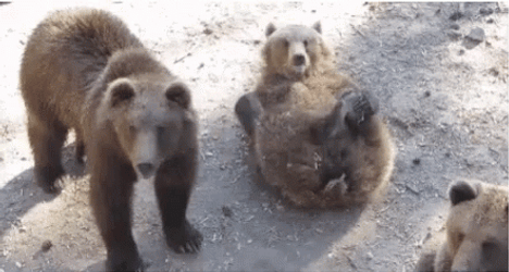 Lying Brown Bear Waving GIF