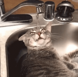 Lying Cat Licked From Water Spout GIF
