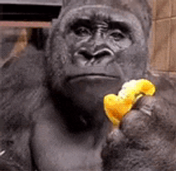 Macaquinho GIF