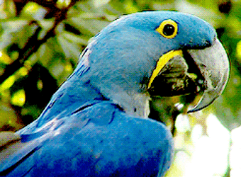Macaw Bird Blue GIF