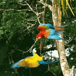 Macaw Flying Strings GIF