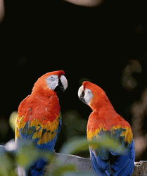 Macaw Kiss Couple GIF