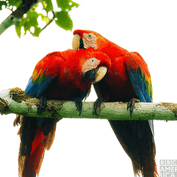 Macaw Love Birds GIF