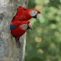 Macaw On The Tree GIF