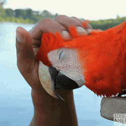 Macaw Petting Head GIF