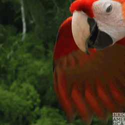 Macaw Preparing To Fly  GIF